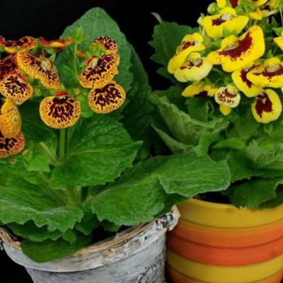 نحوه پرورش گل گوشواره