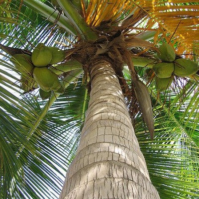 نحوه پرورش و نگهداری نارگیل