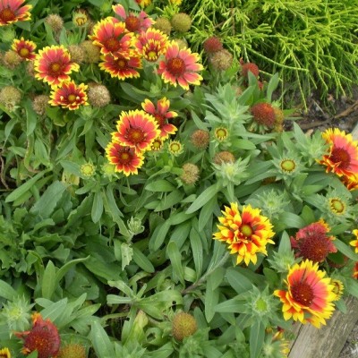 نحوه پرورش و نگهداری رعنازیبا