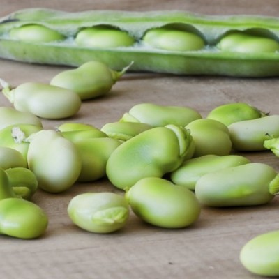 نحوه پرورش و نگهداری باقلا سبز