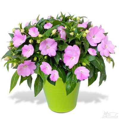 نحوه پرورش و نگهداری گل حنا