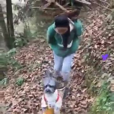 ویدئوی  خیلی بامزه سگی که عصای دست صاحبش شده!