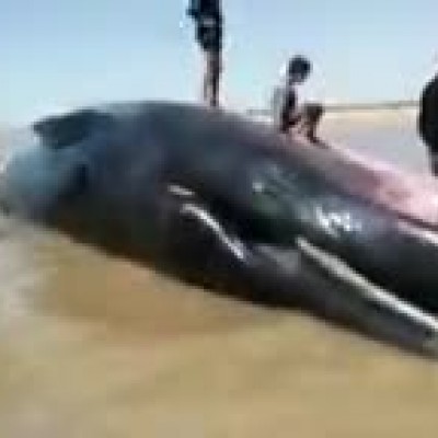 (فیلم) پیدا‌شدن جسد یک نهنگ 18 متری در ساحلی در بوشهر